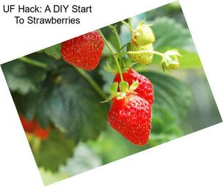 UF Hack: A DIY Start To Strawberries