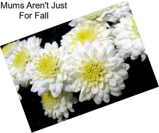 Mums Aren\'t Just For Fall
