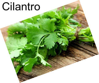 Cilantro