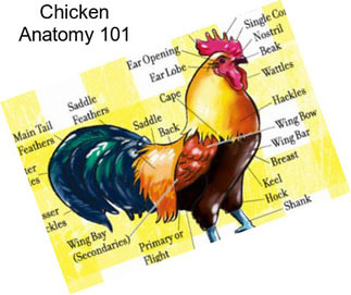 Chicken Anatomy 101