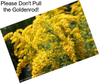 Please Don\'t Pull the Goldenrod!