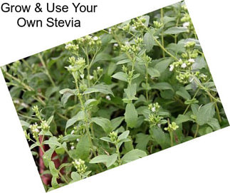 Grow & Use Your Own Stevia