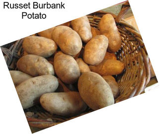 Russet Burbank Potato