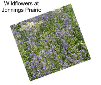 Wildflowers at Jennings Prairie