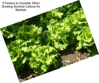 5 Factors to Consider When Growing Summer Lettuce for Markets