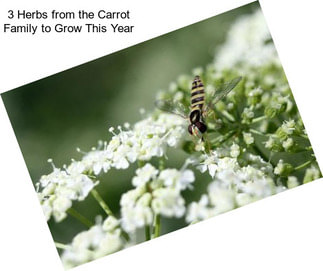 3 Herbs from the Carrot Family to Grow This Year