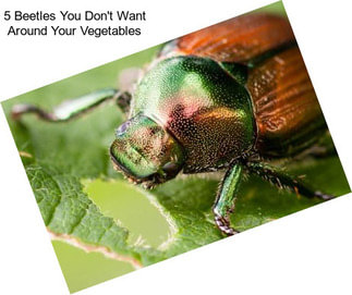 5 Beetles You Don\'t Want Around Your Vegetables