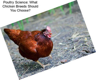 Poultry Science: What Chicken Breeds Should You Choose?