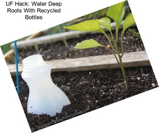 UF Hack: Water Deep Roots With Recycled Bottles