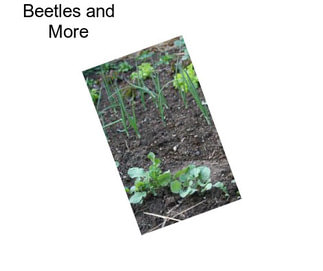 Beetles and More