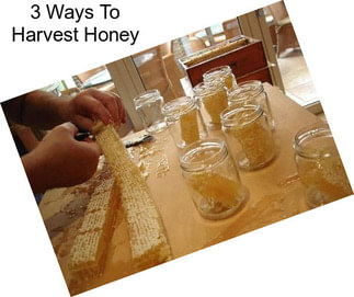 3 Ways To Harvest Honey