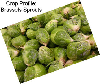 Crop Profile: Brussels Sprouts