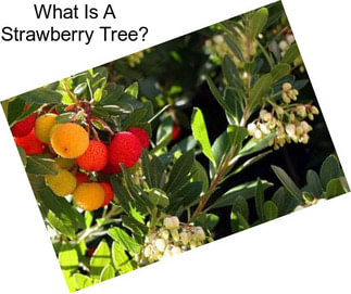 What Is A Strawberry Tree?