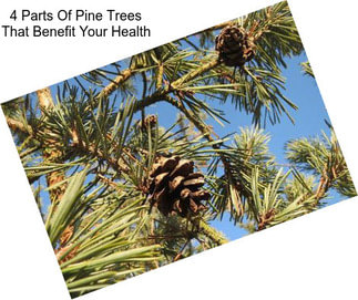 4 Parts Of Pine Trees That Benefit Your Health