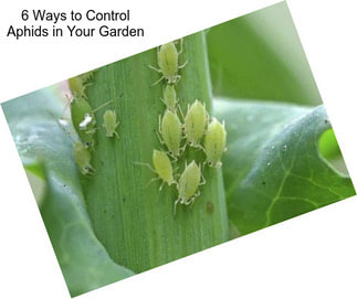 6 Ways to Control Aphids in Your Garden