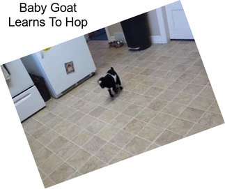 Baby Goat Learns To Hop