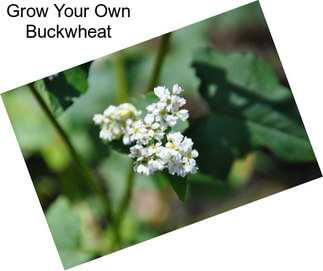 Grow Your Own Buckwheat