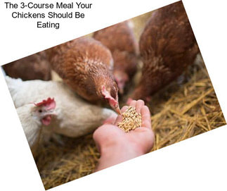 The 3-Course Meal Your Chickens Should Be Eating