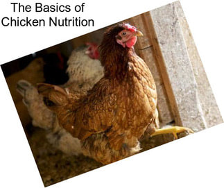 The Basics of Chicken Nutrition