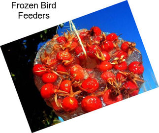 Frozen Bird Feeders