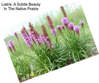 Liatris: A Subtle Beauty In The Native Prairie