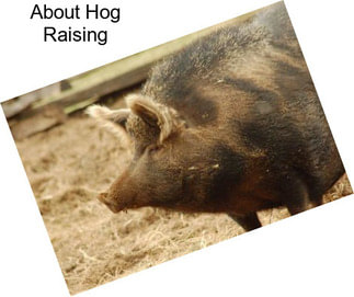 About Hog Raising