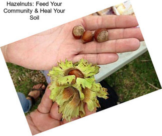 Hazelnuts: Feed Your Community & Heal Your Soil