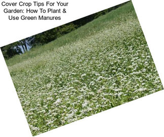 Cover Crop Tips For Your Garden: How To Plant & Use Green Manures