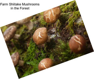 Farm Shiitake Mushrooms in the Forest