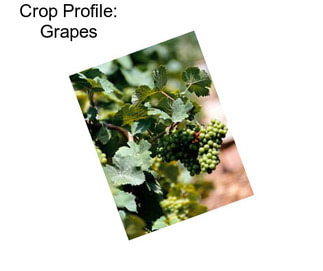 Crop Profile: Grapes