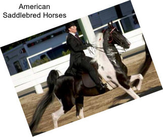 American Saddlebred Horses