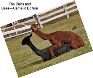 The Birds and Bees—Camelid Edition