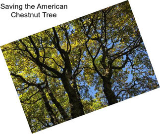 Saving the American Chestnut Tree