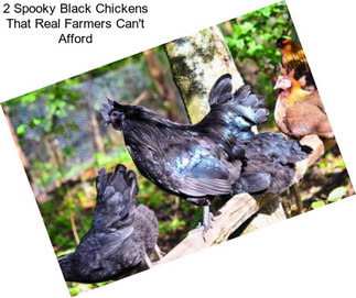 2 Spooky Black Chickens That Real Farmers Can\'t Afford