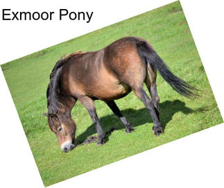 Exmoor Pony