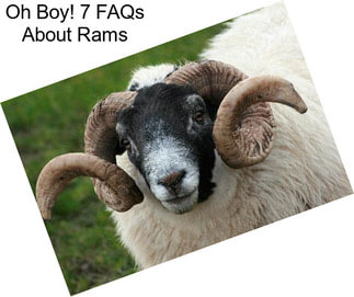 Oh Boy! 7 FAQs About Rams