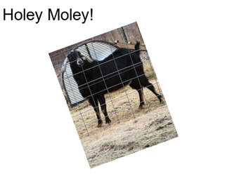 Holey Moley!