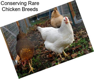 Conserving Rare Chicken Breeds
