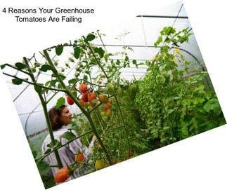 4 Reasons Your Greenhouse Tomatoes Are Failing