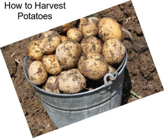 How to Harvest Potatoes