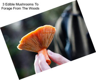 3 Edible Mushrooms To Forage From The Woods