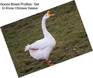 Goose Breed Profiles: Get to Know Chinese Geese