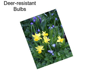 Deer-resistant Bulbs