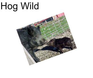 Hog Wild