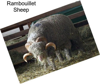 Rambouillet Sheep