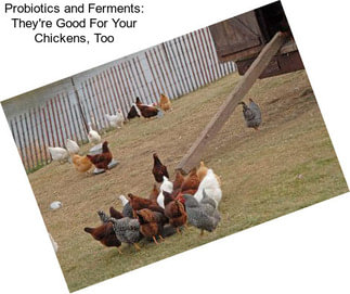 Probiotics and Ferments: They\'re Good For Your Chickens, Too