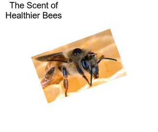 The Scent of Healthier Bees