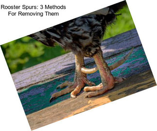 Rooster Spurs: 3 Methods For Removing Them