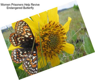 Women Prisoners Help Revive Endangered Butterfly