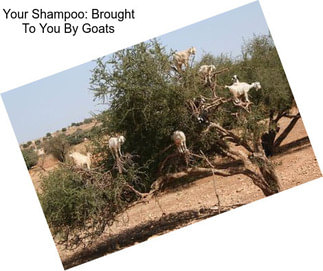 Your Shampoo: Brought To You By Goats